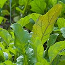 Arugula Grown from Potted Plants